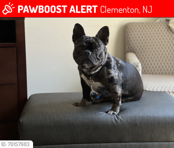 Lost Male Dog last seen White Horse Pike , Clementon, NJ 08021