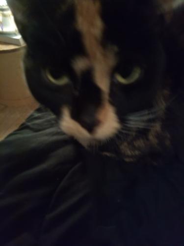 Lost Female Cat last seen Dawesave, Pittsfield, MA 01201