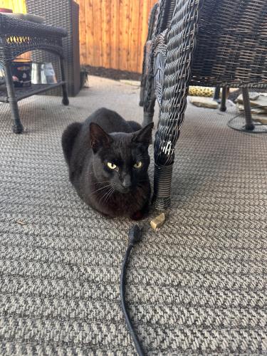 Found/Stray Unknown Cat last seen Between cooper and matlock above eden rd, Arlington, TX 76001