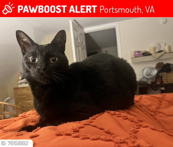 Lost Male Cat last seen Fauquier, Portsmouth, VA 23707