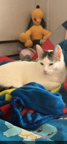 Lost Female Cat last seen Hancock and acacademy , Colorado Springs, CO 80916