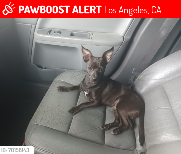 Lost Male Dog last seen Near Avalon , Los Angeles, CA 90003