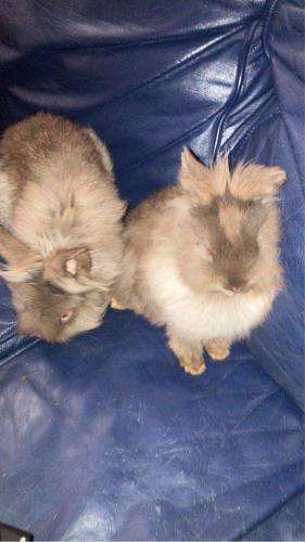 Lost Male Rabbit last seen 7mile and Inkster, Redford Charter Township, MI 48240