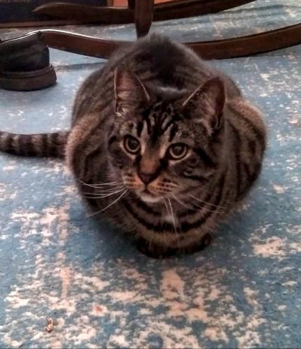 Lost Female Cat last seen Lydale Place, Dryden Drive, Meriden, CT 06450