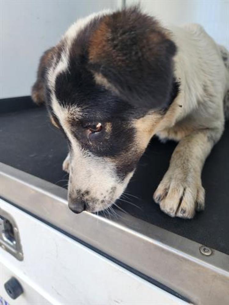 Shelter Stray Male Dog last seen Near BLOCK GULF ST, BAKERSFIELD,CA, Bakersfield, CA 93307