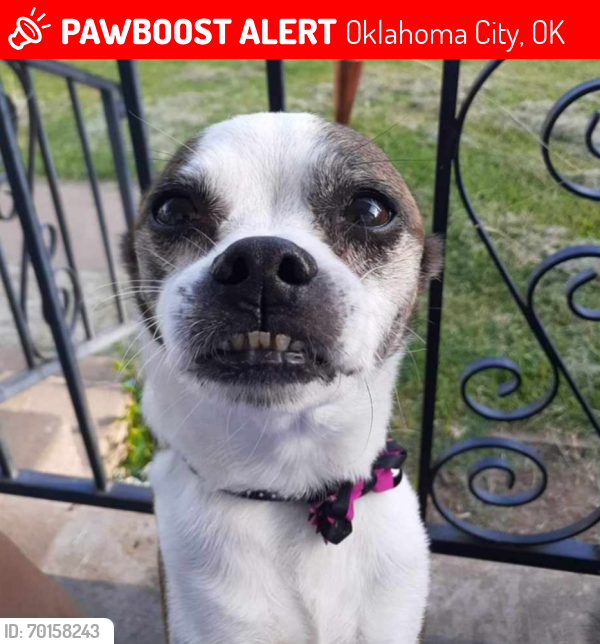 Lost Female Dog last seen SW 43rd and Harvey, Oklahoma City, OK 73109