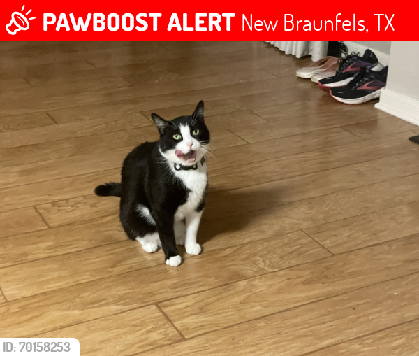 Lost Male Cat last seen Chapel Bend, New Braunfels, TX 78130