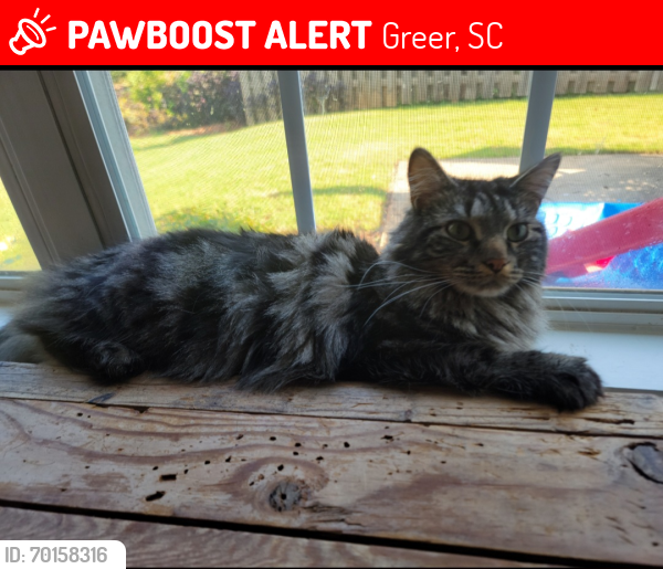 Lost Male Cat last seen Dillard Rd and St James Place, Greer, SC 29650