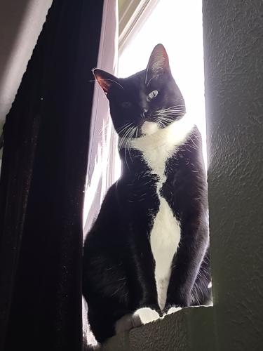 Lost Male Cat last seen Adobe Acres, Albuquerque, NM 87105