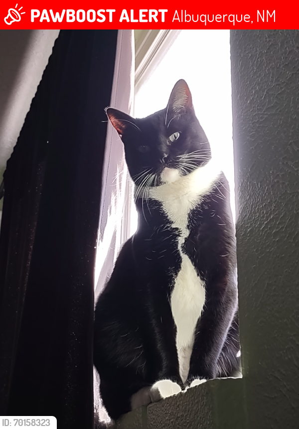 Lost Male Cat last seen Adobe Acres, Albuquerque, NM 87105