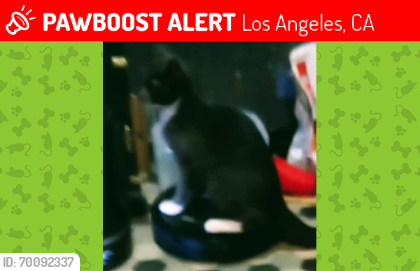 Lost Male Cat last seen Nordhoff.& Owensmouth, Los Angeles, CA 91303
