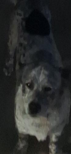 Lost Male Dog last seen Tuthill & cheyenne rd, Buckeye, AZ 85326