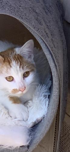 Lost Male Cat last seen Ambrose, Salinas, CA 93901