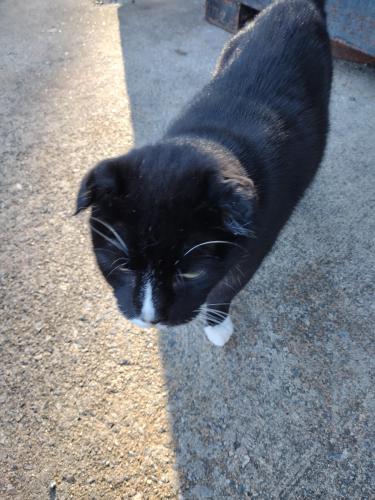 Lost Female Cat last seen 2nd Ave SW and 17 th St SW, Hickory, NC 28602