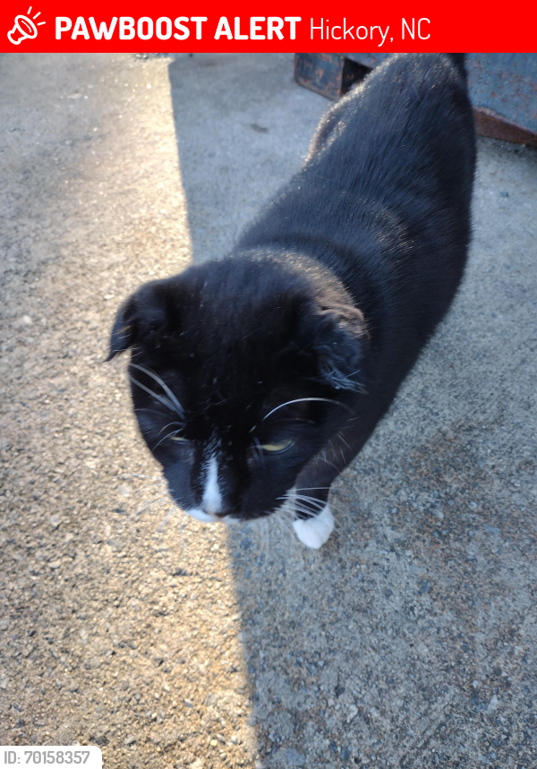 Lost Female Cat last seen 2nd Ave SW and 17 th St SW, Hickory, NC 28602