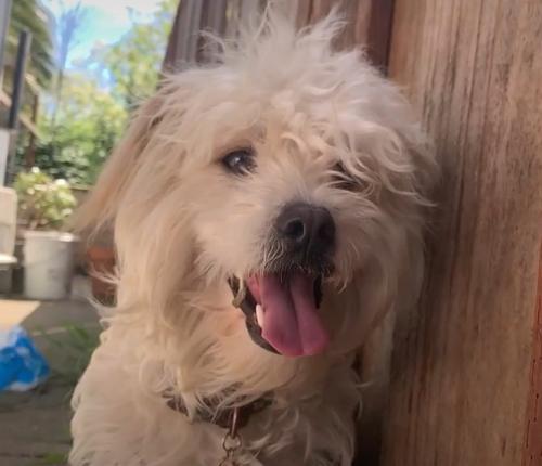Lost Male Dog last seen Middlefield And Fifth Avenue, Redwood City, CA 94063