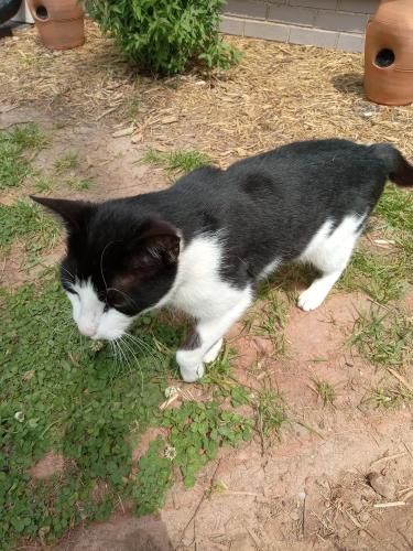 Found/Stray Unknown Cat last seen Near Dooley Town Rd Statham GA , Statham, GA 30666