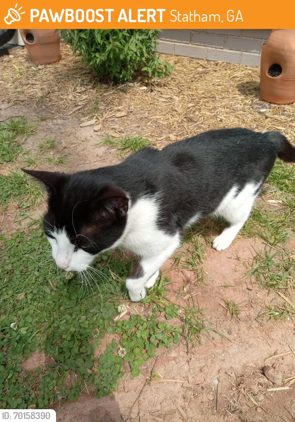 Found/Stray Unknown Cat last seen Near Dooley Town Rd Statham GA , Statham, GA 30666
