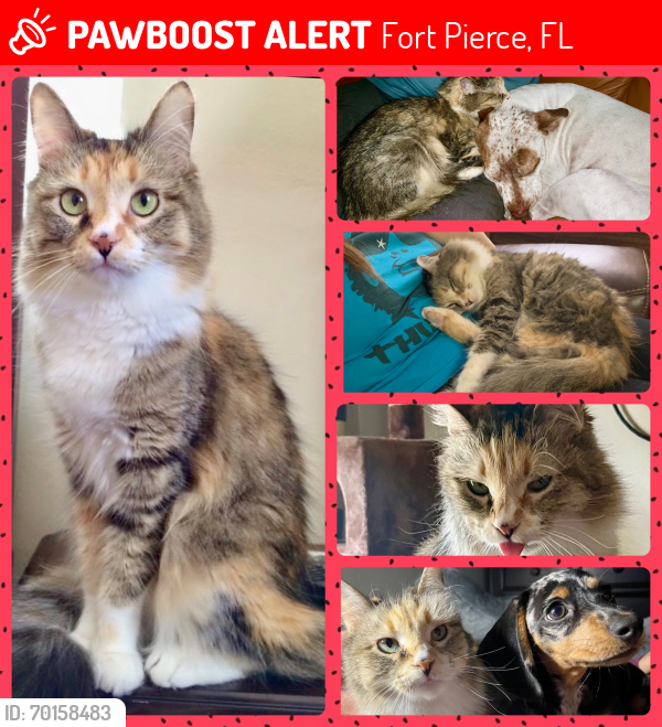 Lost Female Cat last seen Eastwood , Fort Pierce, FL 34951