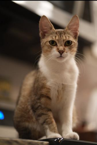 Lost Female Cat last seen D street, inbetween Desoto & Gonzales , Pensacola, FL 32501