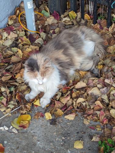 Lost Female Cat last seen Bermuda park, New Orleans, LA 70114