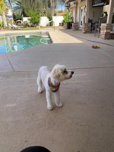Lost Male Dog last seen Avondale and southern, Tolleson, AZ 85353