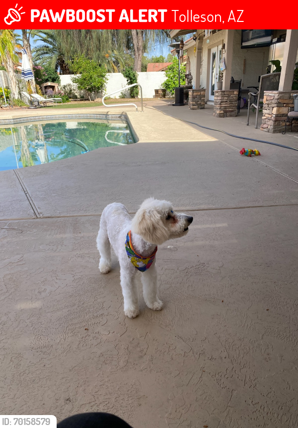 Lost Male Dog last seen Avondale and southern, Tolleson, AZ 85353