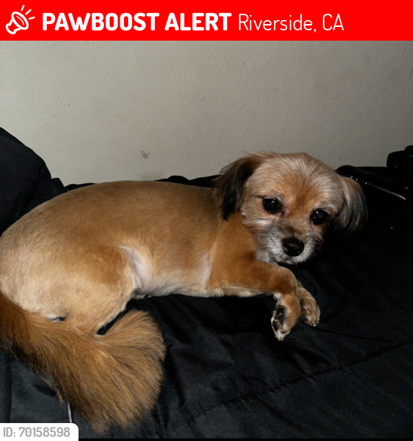Lost Female Dog last seen Evergreen Memorial Cemetery , Riverside, CA 92501