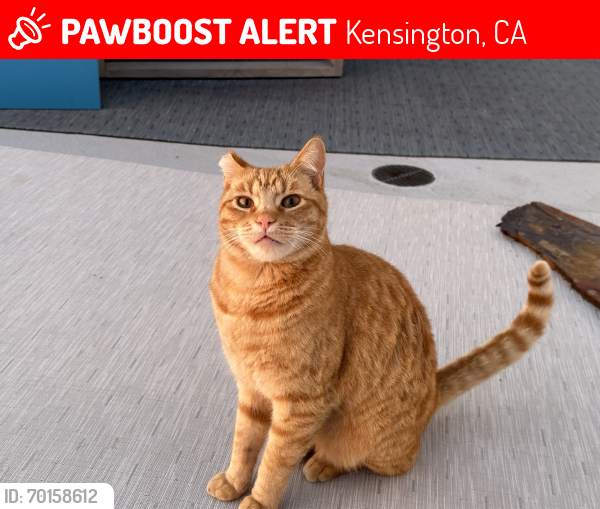 Lost Male Cat last seen Purdue Avenue , Kensington, CA 94708