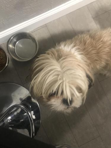 Lost Pets in Fort Worth TX Find Missing Pets PawBoost