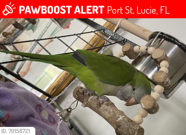 Lost Female Bird last seen Port st. lucie Blvd and Gatlin blvd, by aldi, Port St. Lucie, FL 34953