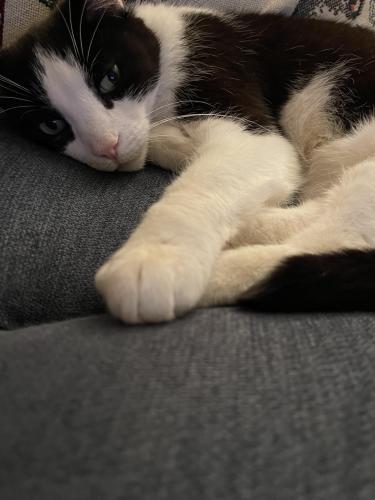 Lost Male Cat last seen Markese Ave between Quant and Park, Allen Park, MI 48101