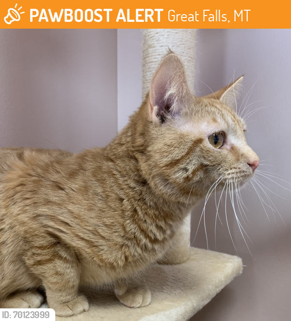 Shelter Stray Male Cat last seen Near 3rd Street N, GREAT FALLS, MT, 59401, Great Falls, MT 59401
