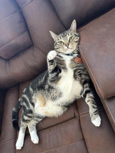 Lost Male Cat last seen Trailview drive, Cary, NC 27513