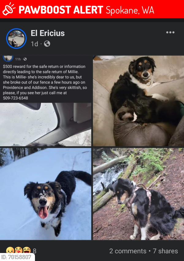 Lost Female Dog last seen Near W Holland Ave, Country s, WA 99218, Spokane, WA 99218