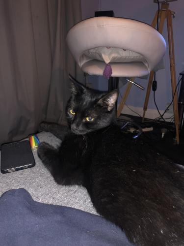 Lost Female Cat last seen Near the Texico , Hednesford, England 