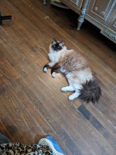 Lost Female Cat last seen Butler, and long leaf, Columbia, SC 29205