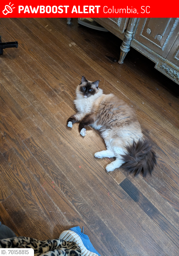 Lost Female Cat last seen Butler, and long leaf, Columbia, SC 29205