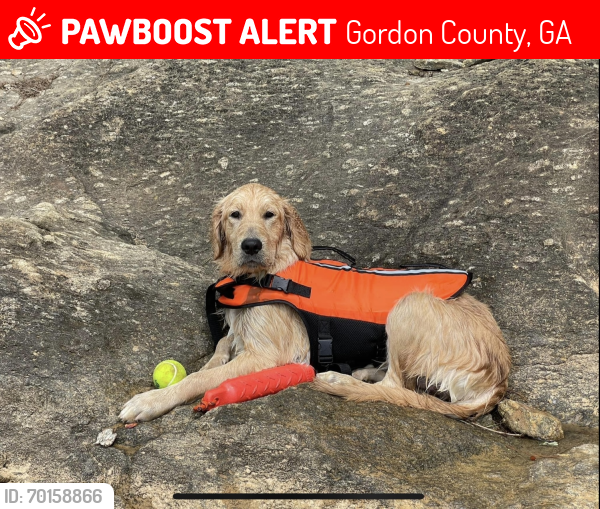 Lost Female Dog last seen Knot rd se Adairsville Ga 30103, Gordon County, GA 30103