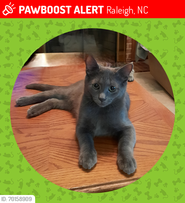 Lost Male Cat last seen Ten Ten and Lake Wheeler , Raleigh, NC 27603