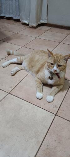 Lost Male Cat last seen Doornpoort , Pretoria, GP 0186