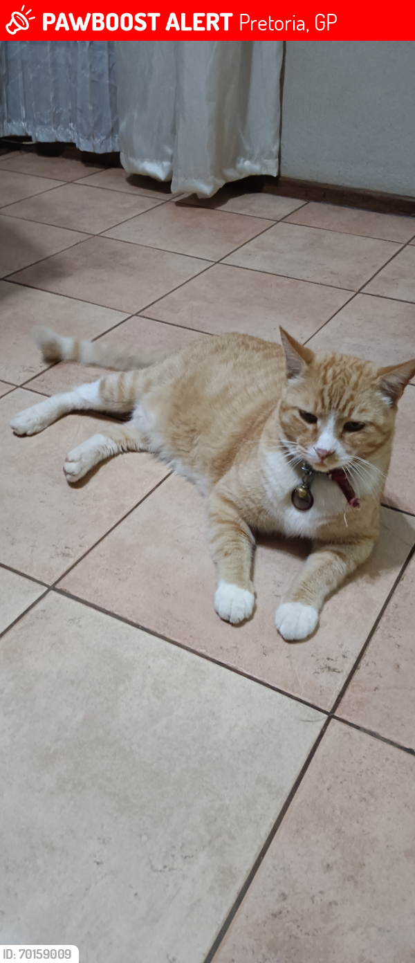 Lost Male Cat last seen Doornpoort , Pretoria, GP 0186