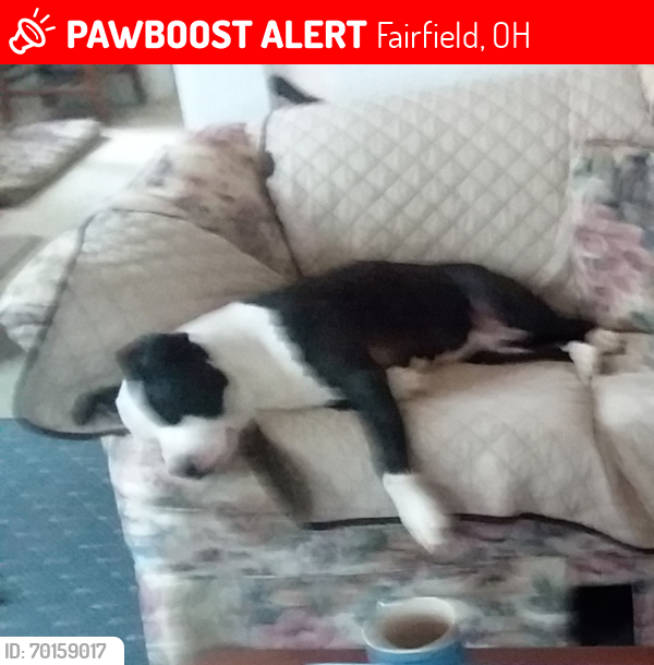 Lost Female Dog last seen Near acres, Fairfield, OH 45015