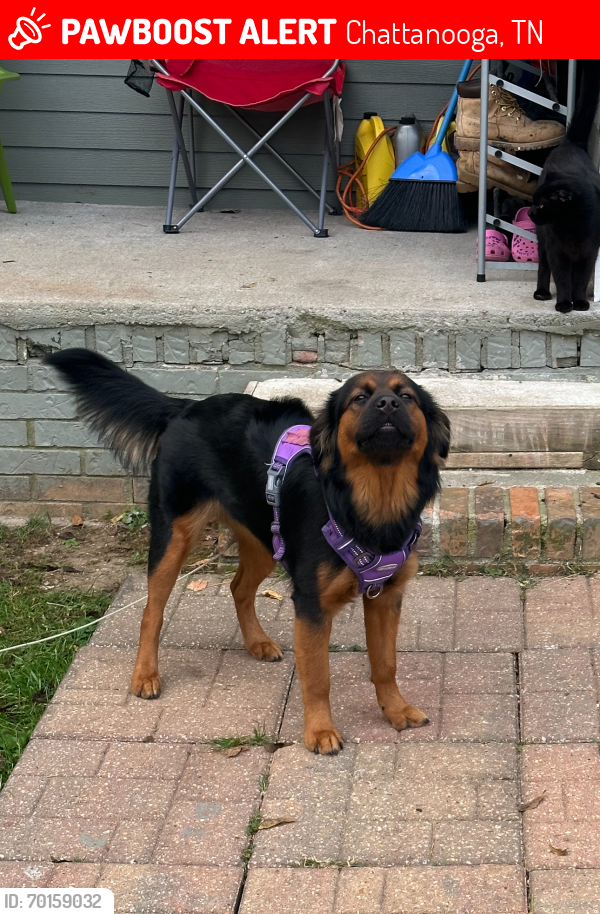 Lost Female Dog last seen Near old mission rd Chattanooga Tn , Chattanooga, TN 37411
