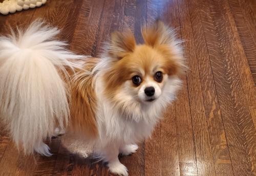 Lost Female Dog last seen 71st and eberhart ave, Chicago, IL 60637