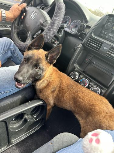Lost Male Dog last seen Cedar creek , Cedar Creek, TX 78612