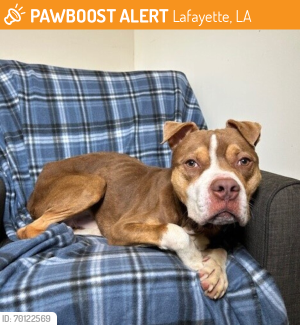 Shelter Stray Male Dog last seen Near Viaulet Road, YOUNGSVILLE, LA, 70592, Lafayette, LA 70507