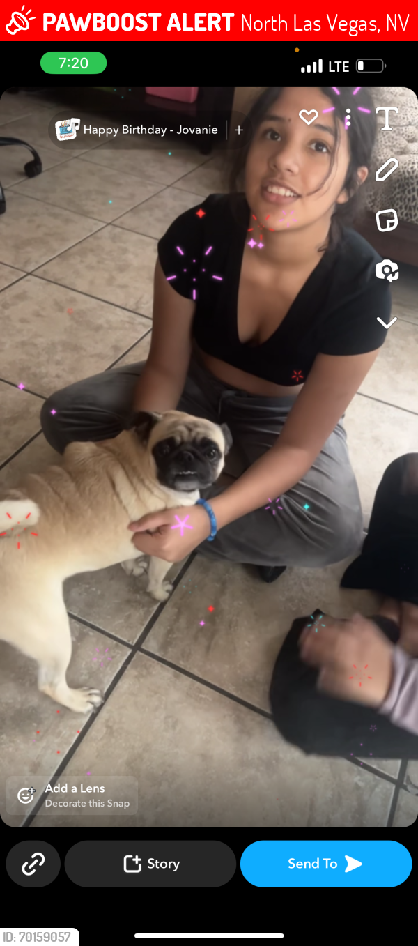 Lost Female Dog last seen Pagentry Drive St , North Las Vegas, NV 89031