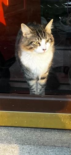 Lost Male Cat last seen Cloverview , Cincinnati, OH 45231