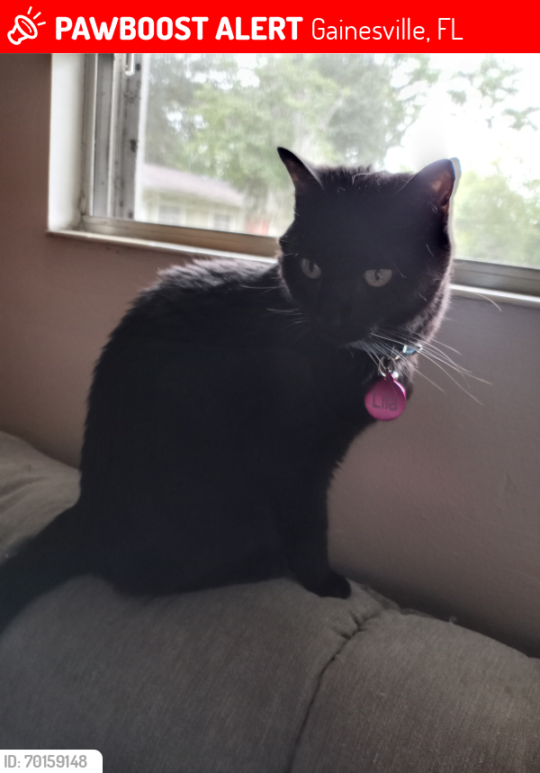 Lost Female Cat last seen NW 16th Ave, Gainesville, FL 32601